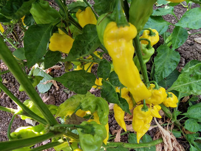 KNESSiN Heirloom 7 Pot Yellow Chilli Seeds For Planting-(2400 Seeds) Seed(2400 per packet)