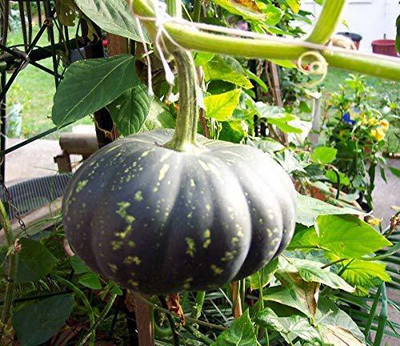 CYBEXIS NBIR-8 - Pumpkin Nirvana F1 | Kaddu Ke Beej - (300 Seeds) Seed(300 per packet)