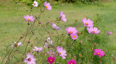ZIXA Cosmos Mix Seed(20 per packet)