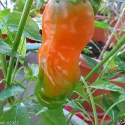 Qualtivate PUAS-9A ORANGE Chilli Willy Pepper Seed(300 per packet)