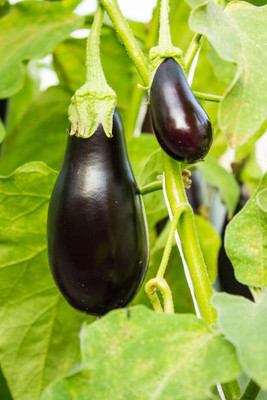 Kodali Hybrid F1 Brinjal Seeds Pack Of 39 Seed(39 per packet)