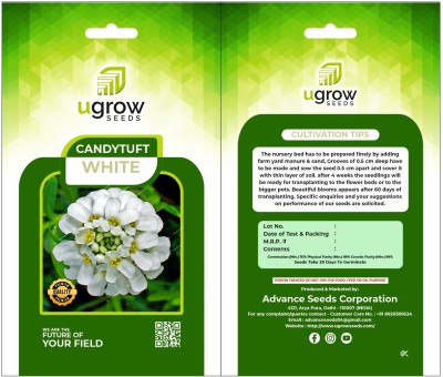 agri max gardens AGRIMAX GARDENS WHITE CANDYTUFT: FLOWER & PLANT SEEDS ELEGANT BLOOMS Seed(40 per packet)