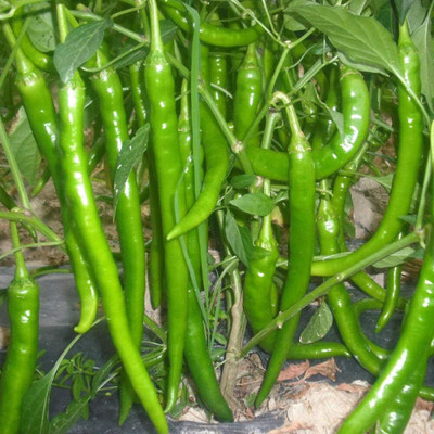 KNESSiN Spicy No. 8 Pepper Seed(1250 per packet)