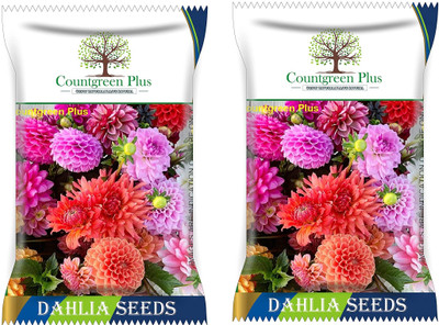 Countgreen Plus Dahlia Flower Fragrant Natural and Real Planting Summer Flowering for Lawn 400 Seed(400 per packet)