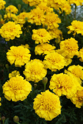 VenHub marigold/gende ka phool flower seeds Seed(75 per packet)