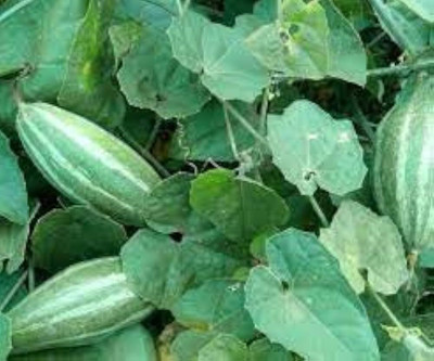 BDSresolve Pointed Gourd Live Plant For Planting pack of 22 Seed(22 per packet)