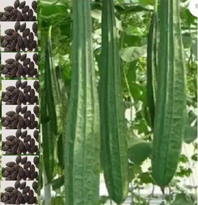 RnB Ridge Gourd Vegetable Seed(20 per packet)
