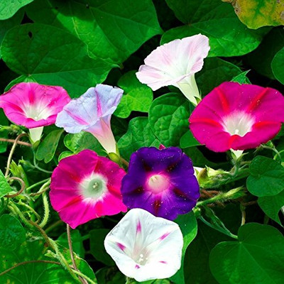 ACCELCROP Morning Glory/Ipomia Flower Mixed F1 Good Germination Seed(100 per packet)