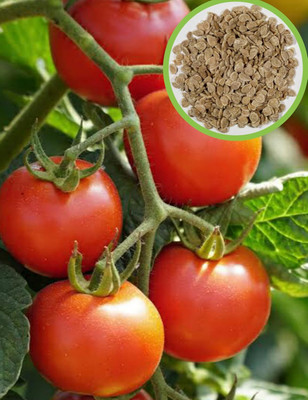 LPR TOMATO SEEDS Seed(20 per packet)
