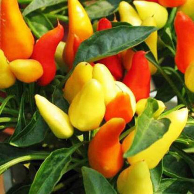 Arlo Ornamental Chilli Seed (50 per packet) Seed(1 per packet)
