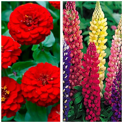 LPR MIX COMBO, FLOWER COMBOO Seed(20 per packet)