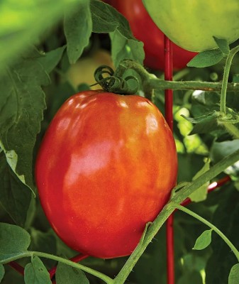 Quentova Gladiator Red Slicing Paste Tomato 5gm Seeds Seed(2000 per packet)