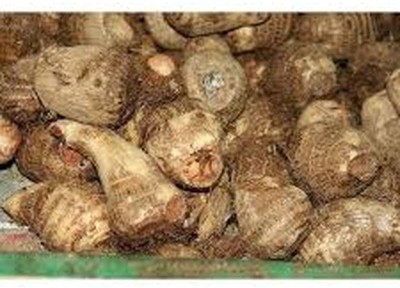 KANAYA Taro Root Arabi Beej Seed(4 per packet)