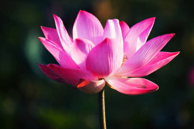 Chalissa lotus,kamal gatta Seed(11 per packet)