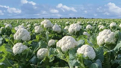 Greenfall Deshi Phool Gobi F3 Seed(40 per packet)