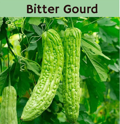 VibeX ® RXI-364 Bitter Gourd (Karela) Seeds Seed(50 per packet)