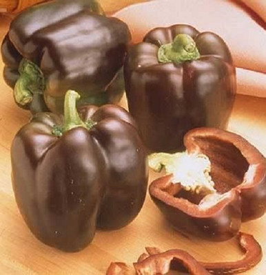 KNESSiN Chocolate Beauty Capsicum Vegetable Seeds For Gardening-(200 Seeds) Seed(200 per packet)