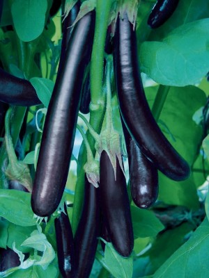 SeeGreen Black Brinjal All Season-100 Seed(100 per packet)