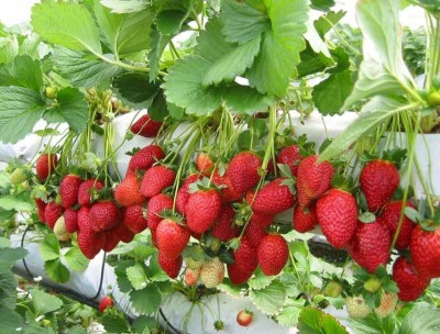 YourPlant Strawberry Plant(Hybrid, Pack of 1)