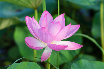 Adharvya lotus,kamal gatta Seed(15 per packet)