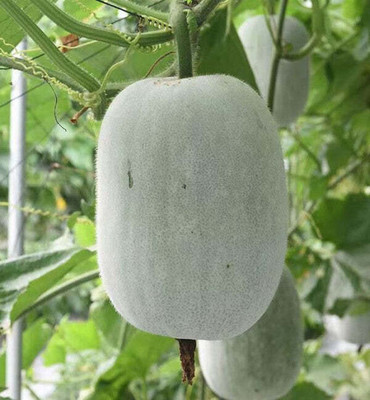 Flipkart SmartBuy Ash Gourd Seed(25 per packet)