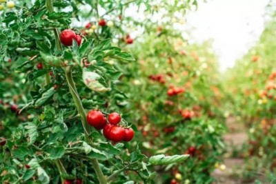 MAA Cherry Tomato, Tomato Seed(280 per packet)