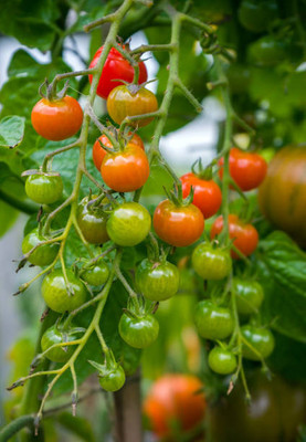 sarvottam creation tomato Seed(120 per packet)