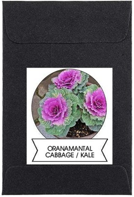 CYBEXIS Ornamental Cabbage/Kale Flower Seeds100 Seeds Seed(100 per packet)