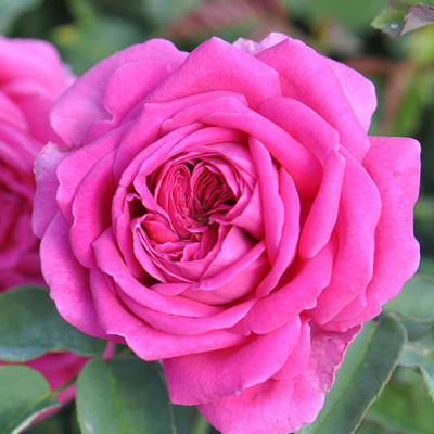 CYBEXIS PUAS-77 - Pink Rose Bush - (900 Seeds) Seed(900 per packet)