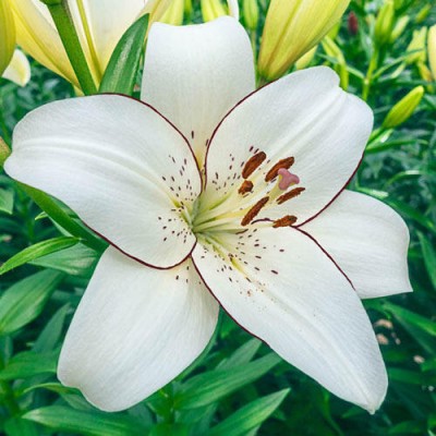 Audbhidhi Lily/Llilium Flower Bulb for All Season Seed(2 per packet)