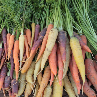CYBEXIS HUA-14 - Organic Colorful Carrot mix - (2250 Seeds) Seed(2250 per packet)