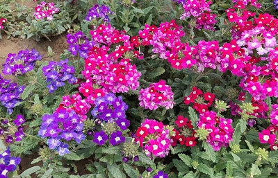 Mozette Exotic verbena Seed(13 per packet)