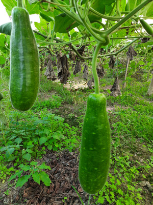 seedito Long bottle guard seeds For Your Home Garden Seed(21 per packet)