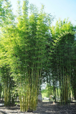 BDSresolve Hybrid bamboo seeds for home garden Seed(40 per packet)