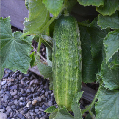 Qualtivate RES-1A Spacemaster 80 Cucumber Seeds Seed(300 per packet)
