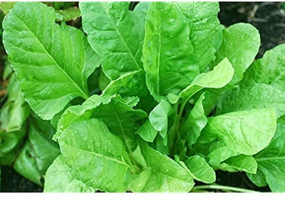 Aro Amaranthus Green Seed(280 per packet)