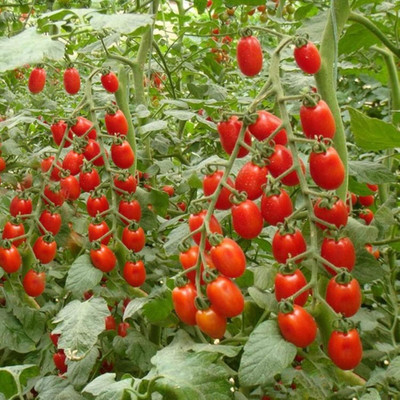 KNESSiN Red Tomato Seed(500 per packet)