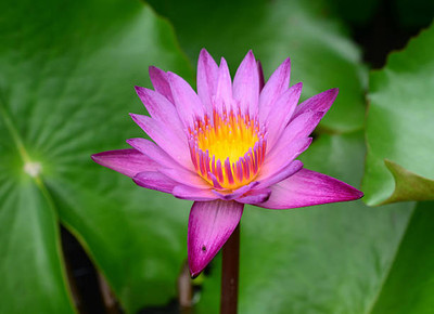 Arshiayat lotus,kamal gatta Seed(14 per packet)