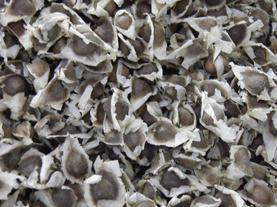 CYBEXIS ATS-16 - Moringa Organic Large Size Pkm1 - (1350 Seeds) Seed(1350 per packet)