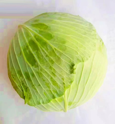 Quentova Chinese round cabbage-5C-NTL Seed(250 per packet)