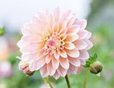 STYA SONS DAHLIA Seed(30 per packet)