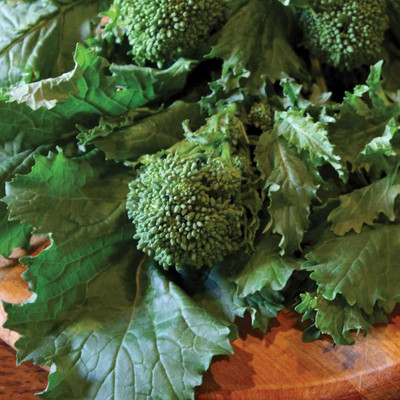 Qualtivate NBIR-520 Broccoli Raab Seeds Seed(200 per packet)