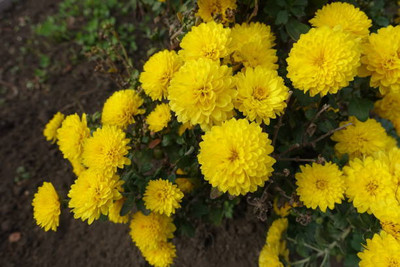 Jignishaseeds marigold/gende ka phool flower seeds Seed(75 per packet)