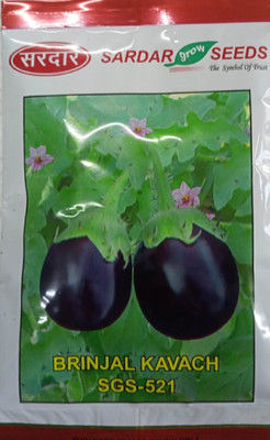 KRASHAK Eggplant, Brinjal, Baigan Seed(2 per packet)