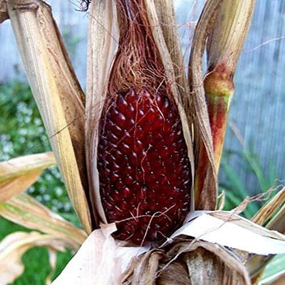 Qualtivate XL-752 Strawberry Corn Seeds Seed(500 per packet)