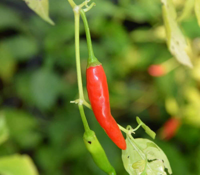 WILLVINE Chilli Pepper African Seed(10000 per packet)