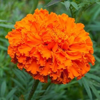 Aywal Marigold F2 Dwarf Double Orange Flower Seed(9 per packet)