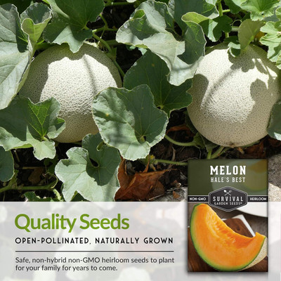 Qualtivate ICRA-1A Hybrid Best Musk Melon Seeds Seed(200 per packet)