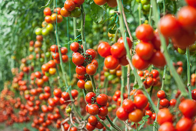 Click to buy tomato Seed(30 per packet)
