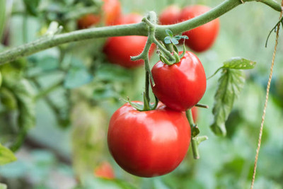 Farmer tech tomato Seed(150 per packet)